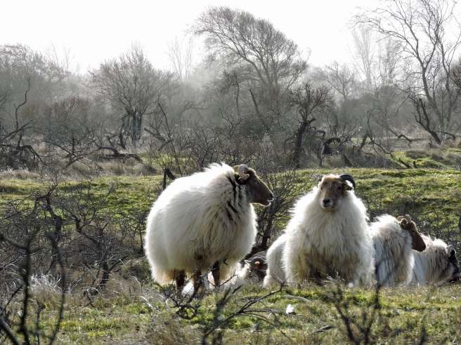 Sheep protected landscape