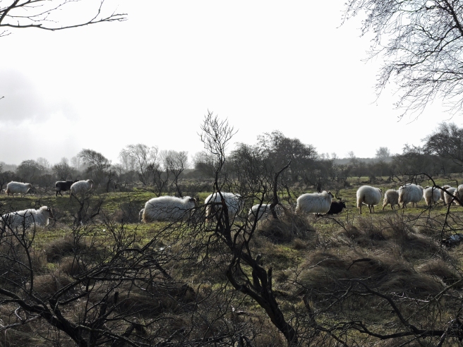 Sheep in protected landscape 2