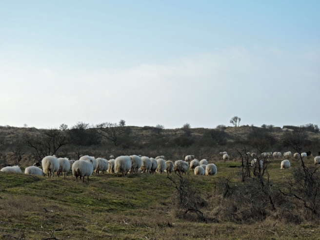 Sheep in protected landscape