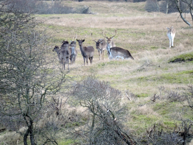 Deer in protected landscape 2