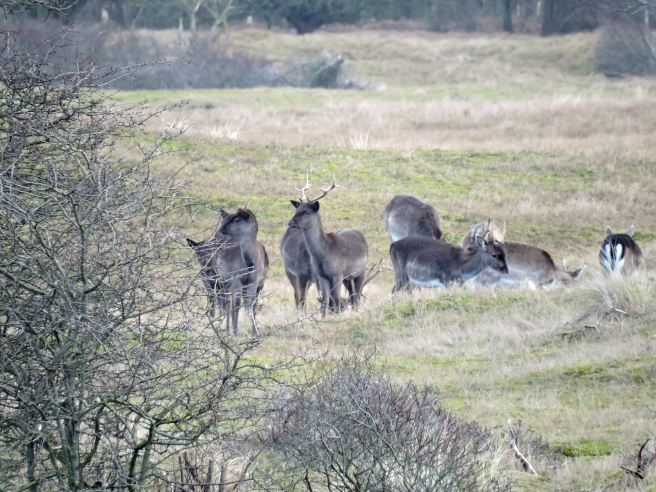 Deer in protected landscape 3