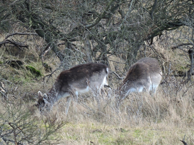 Deer in protected landscape 4