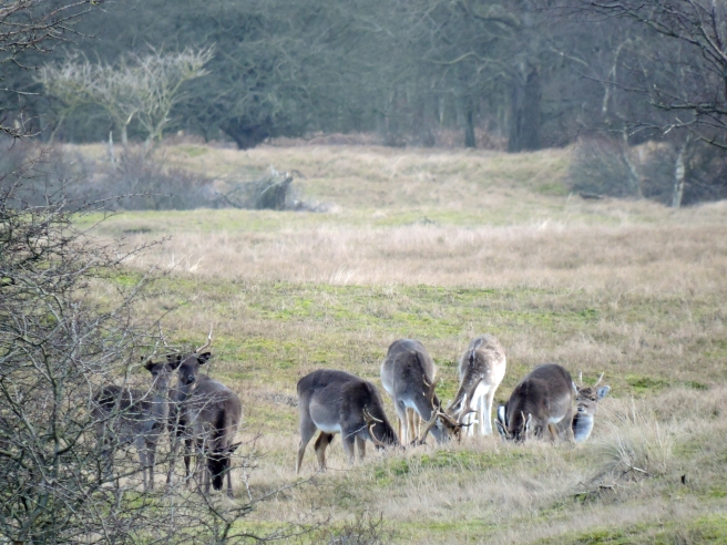 Deer in protected landscape 5