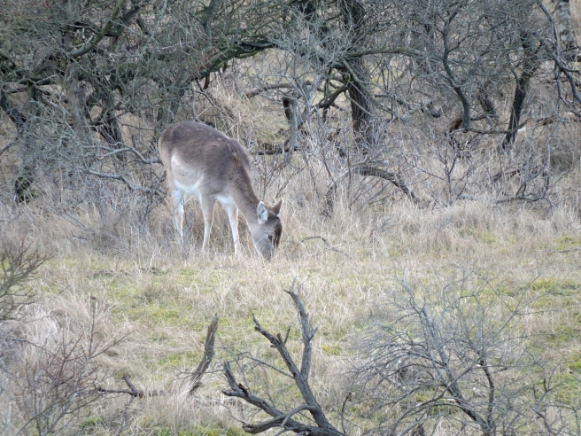 baby Deer in protected landscape 6